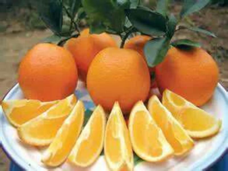 脐橙产地直供，品质保证，量大从优，欢迎看货咨询