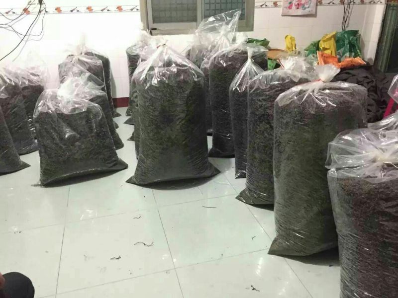 本山茶特级