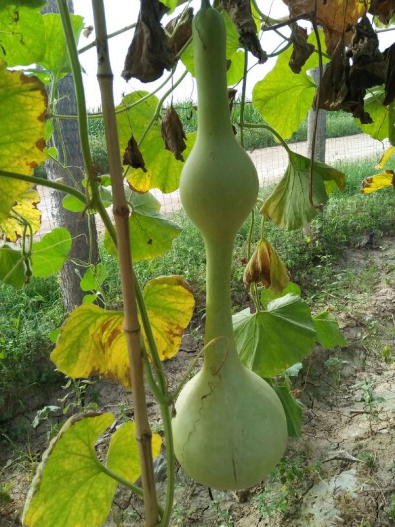 油锤葫芦35~45cm