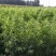中秋蜜桃树苗80cm以上