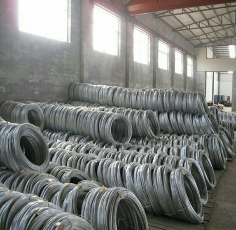 金叶榆12~14cm8~10cm3~3.5m