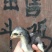 斗鸡苗