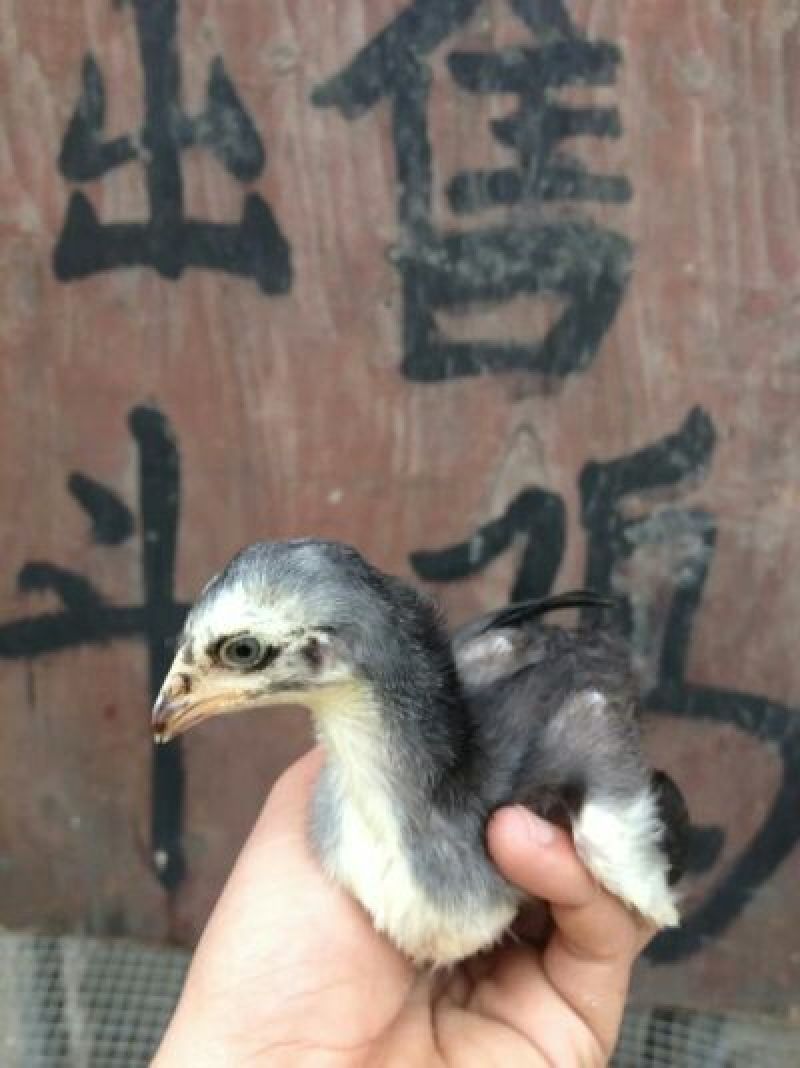 斗鸡苗