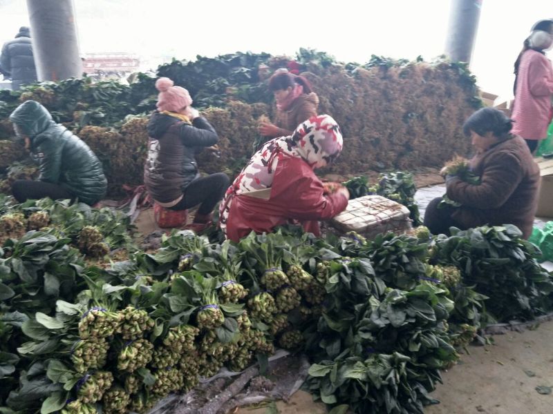 大叶菠菜20~25厘米