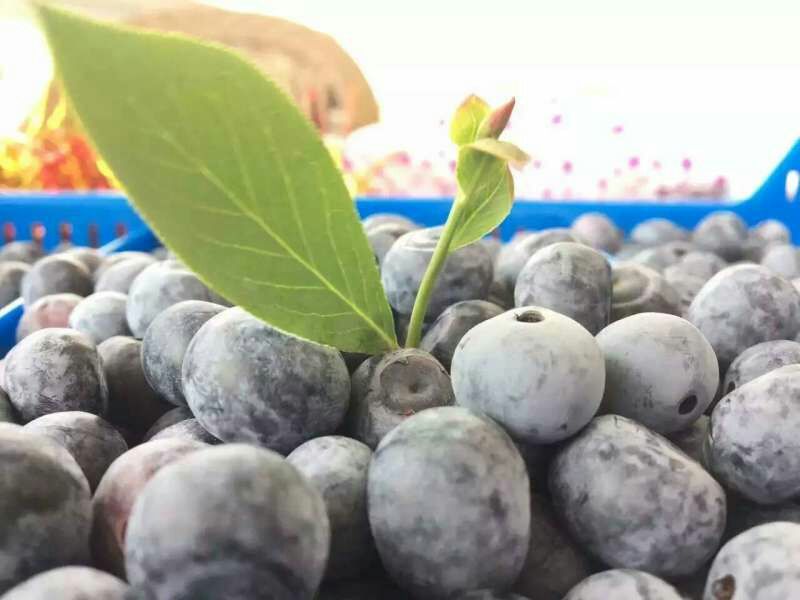 南高丛蓝莓10~12mm以上
