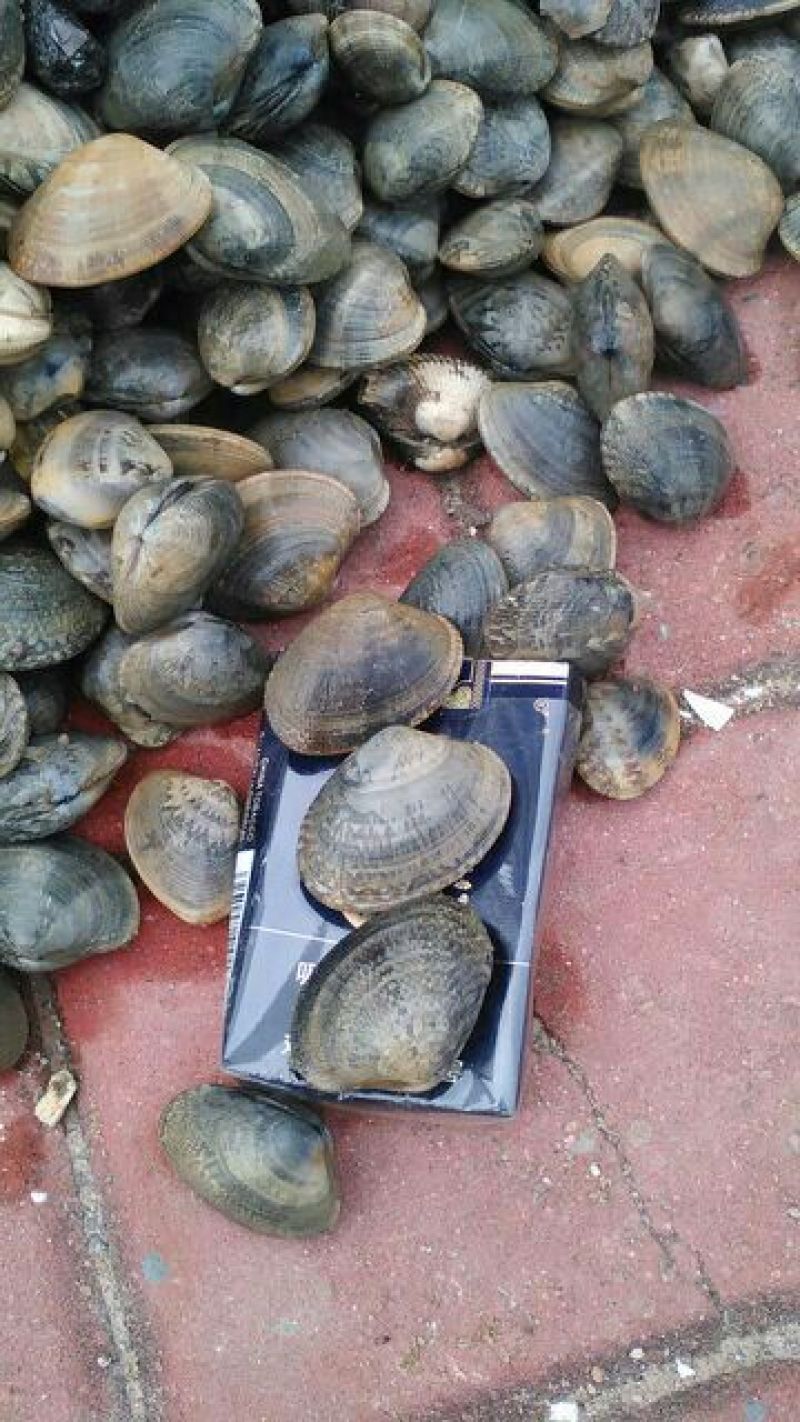 花蛤杂色蛤食用鲜活