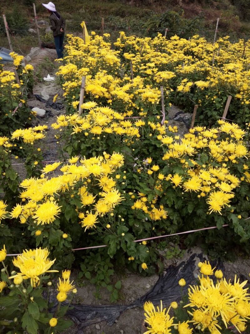 菊花茶