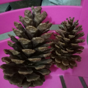 湿地松松塔，湿地松果壳，一手获源，自采自哂