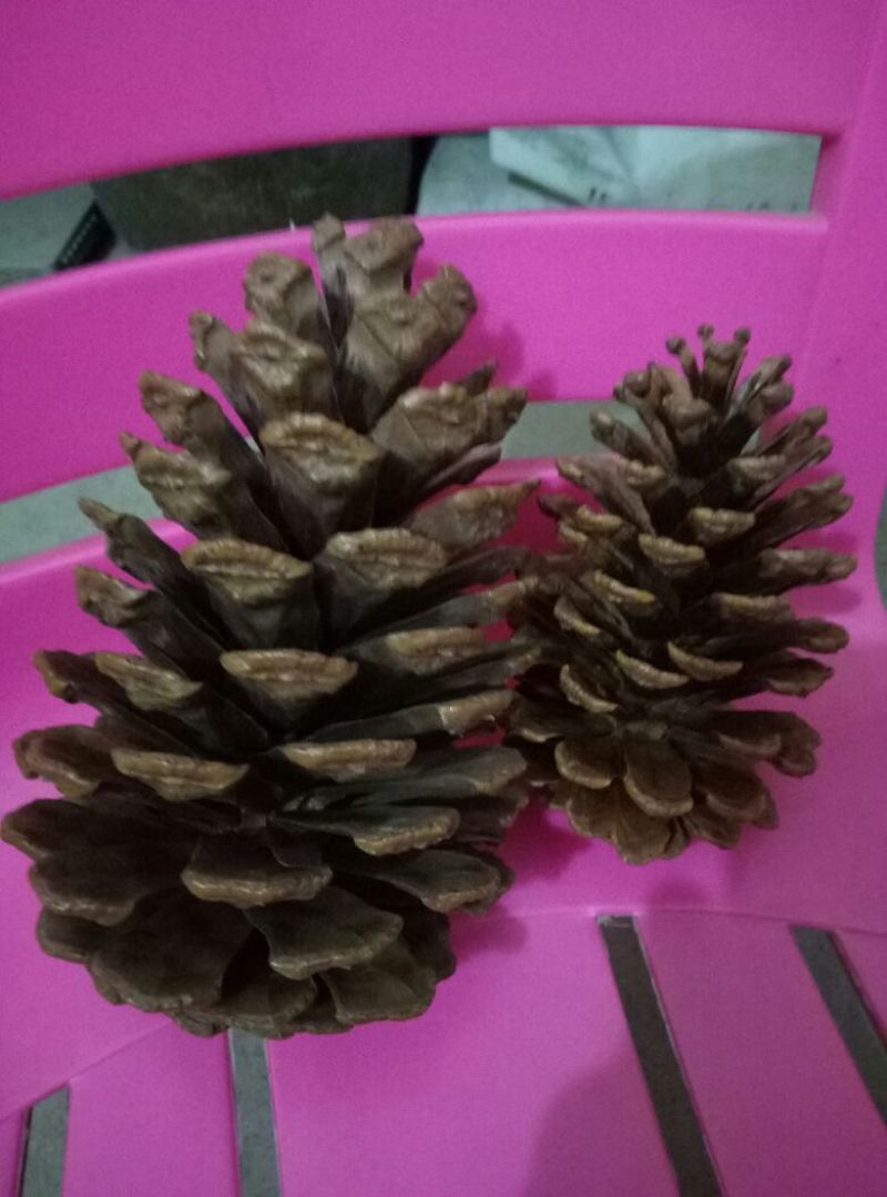 湿地松松塔，湿地松果壳，一手获源，自采自哂