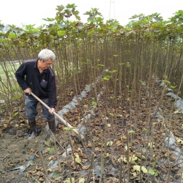 无花果苗80cm以上