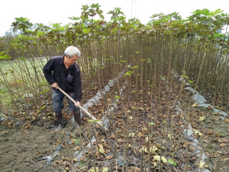 无花果苗80cm以上