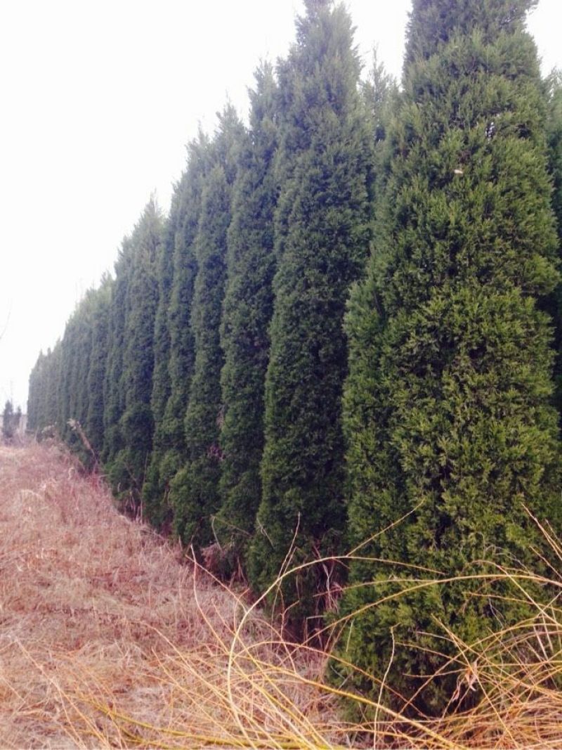 蜀桧1-6米量大供应要的提前预约