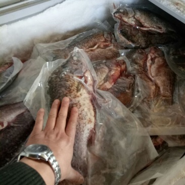 异育银鲫食用