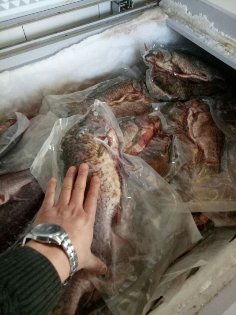 异育银鲫食用