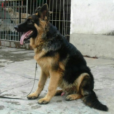 牧羊犬母幼年