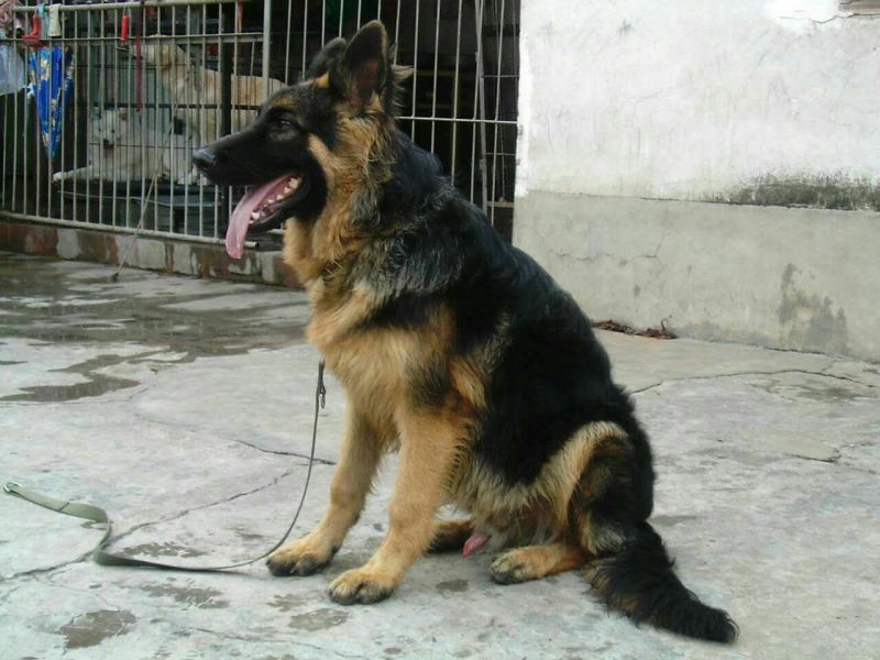 牧羊犬母幼年