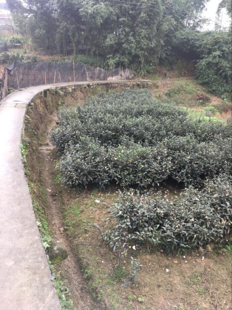 川茶