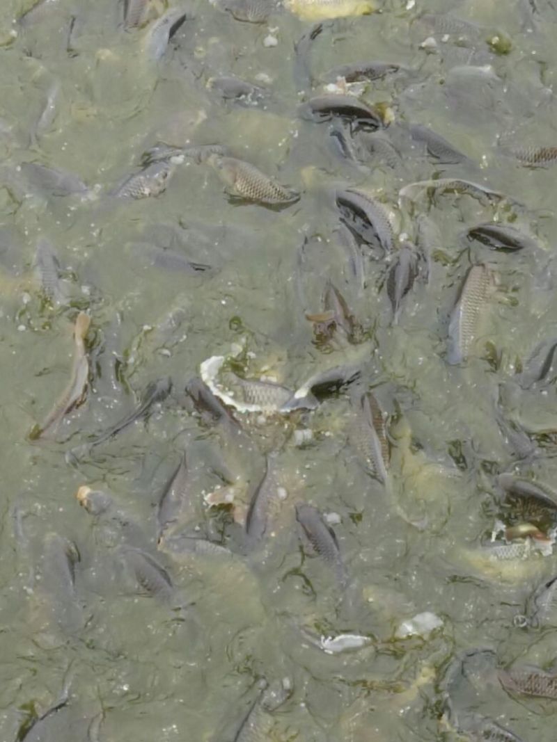 池鲤鱼食用1~2公斤