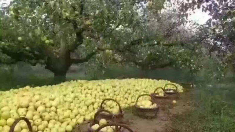 砀山梨