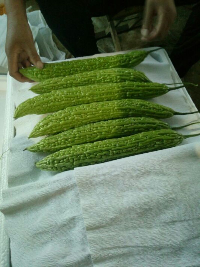 苦瓜货量大刚上市质量好