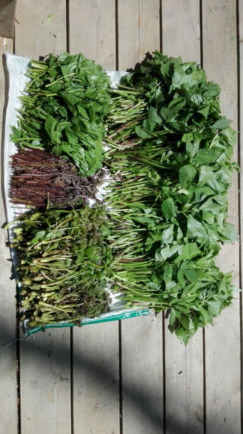 山野菜