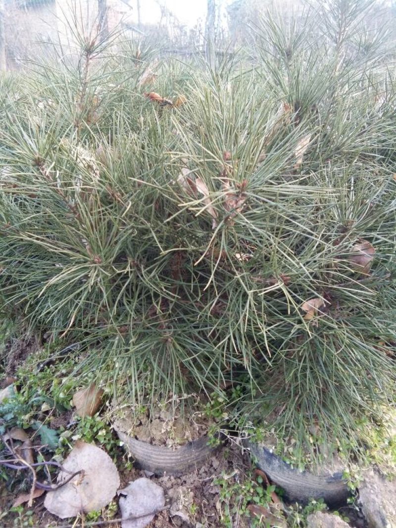 白松树苗80~100cm