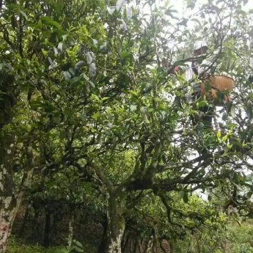 普洱茶