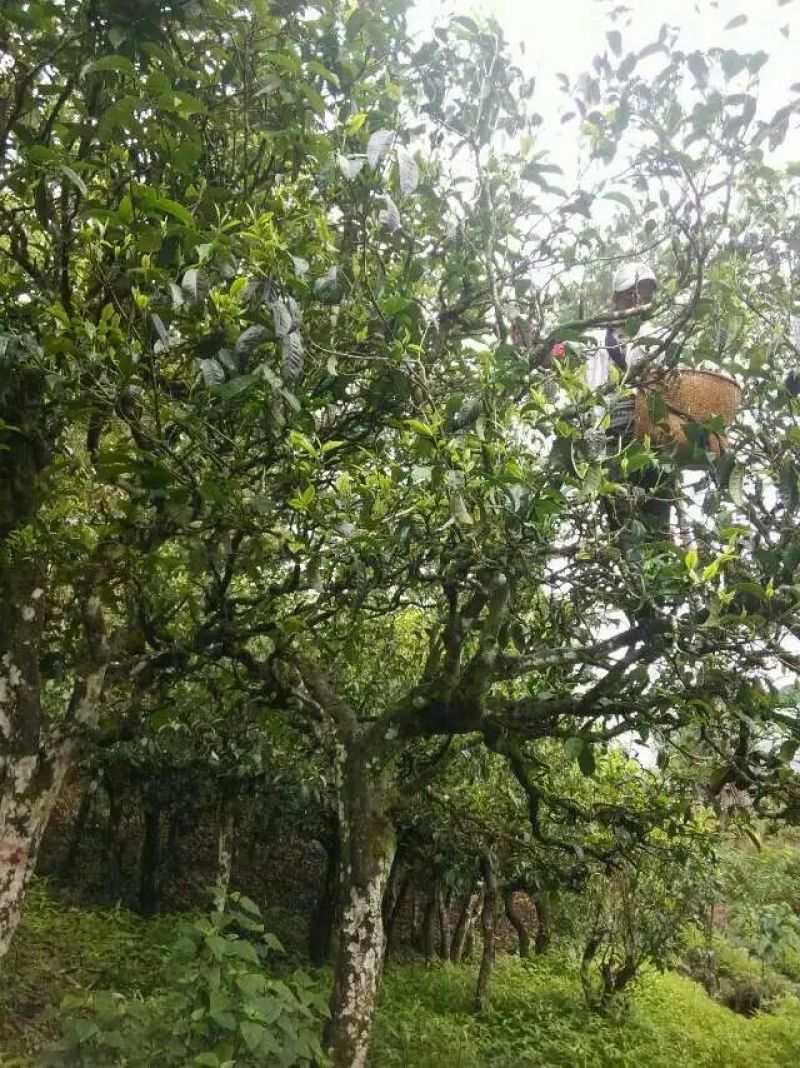 普洱茶