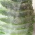 芦荟柱形20cm以上
