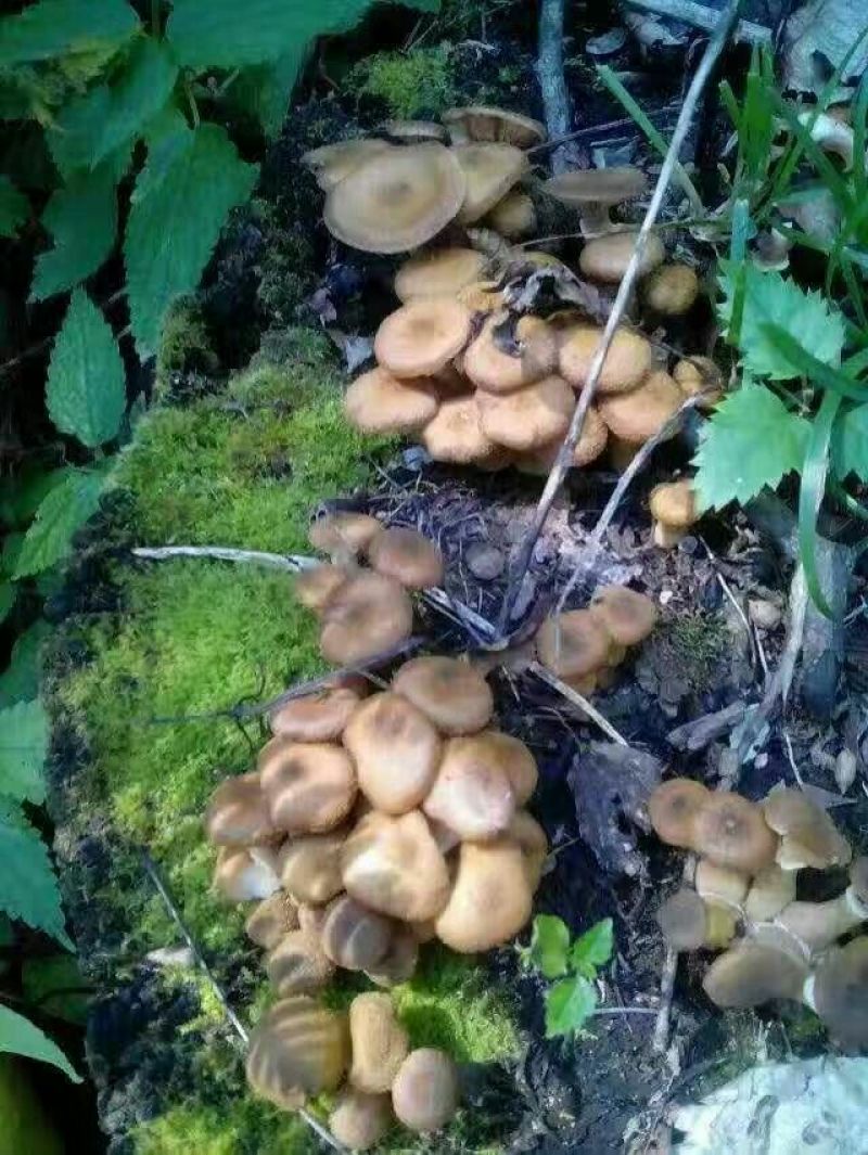 树秋菌一级
