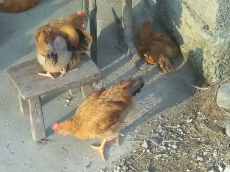 土鸡苗1斤以上