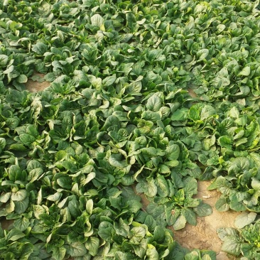 越冬菠菜10~15厘米