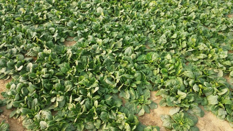 越冬菠菜10~15厘米