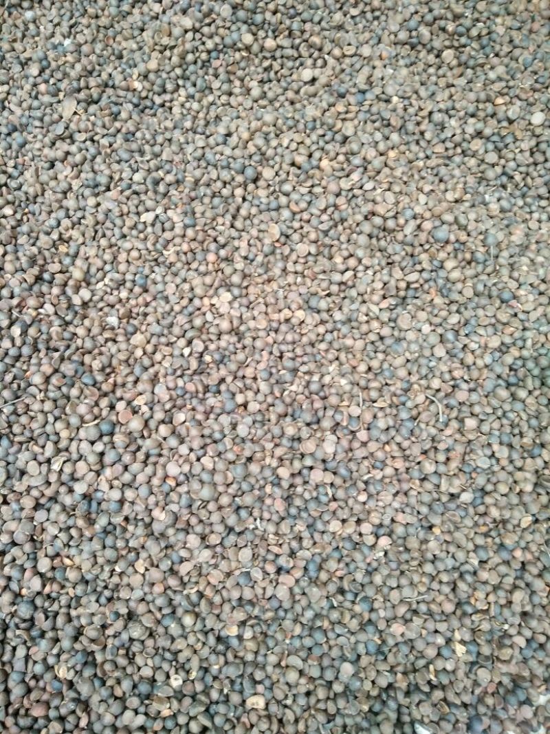 山茶籽油