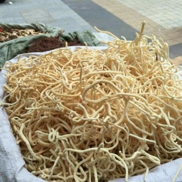 小通草