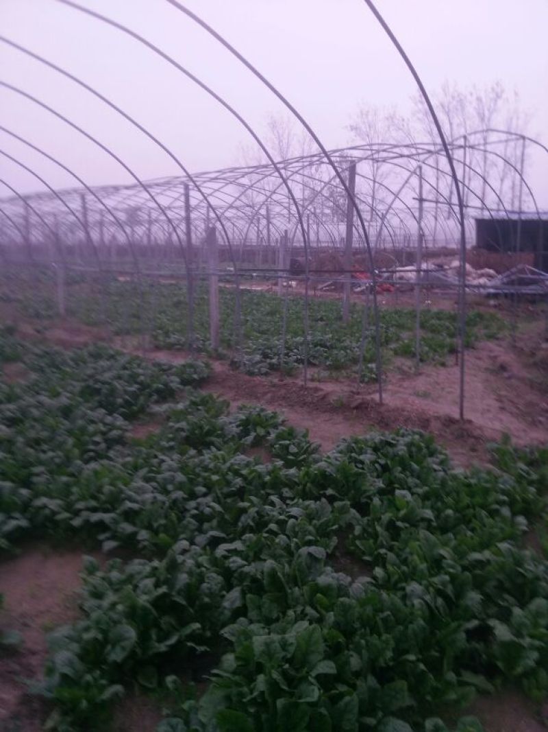 大叶菠菜30~35厘米