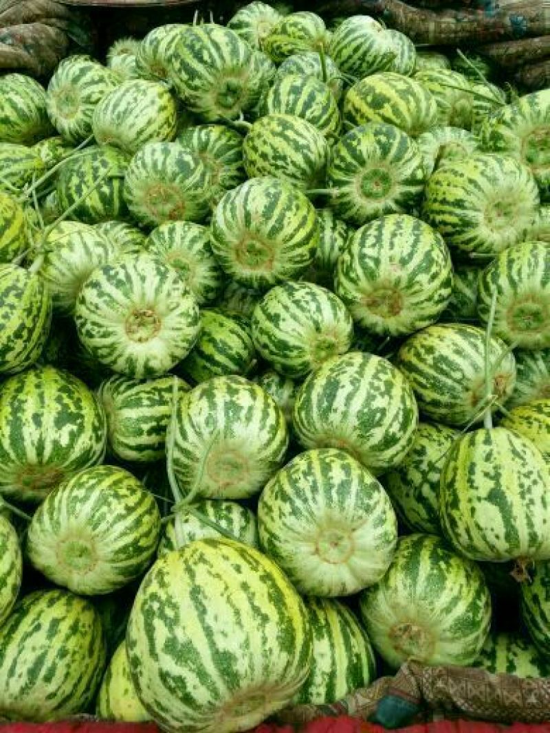 花蕾一号甜瓜，产地直销，实力代办！品种上百种