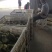 狮头鹅苗