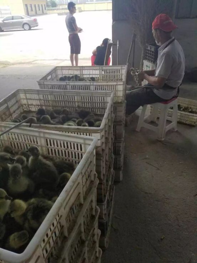 狮头鹅苗