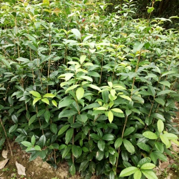 桂花树，八月桂花，四季桂，河南省潢川县苗木基地直销批发