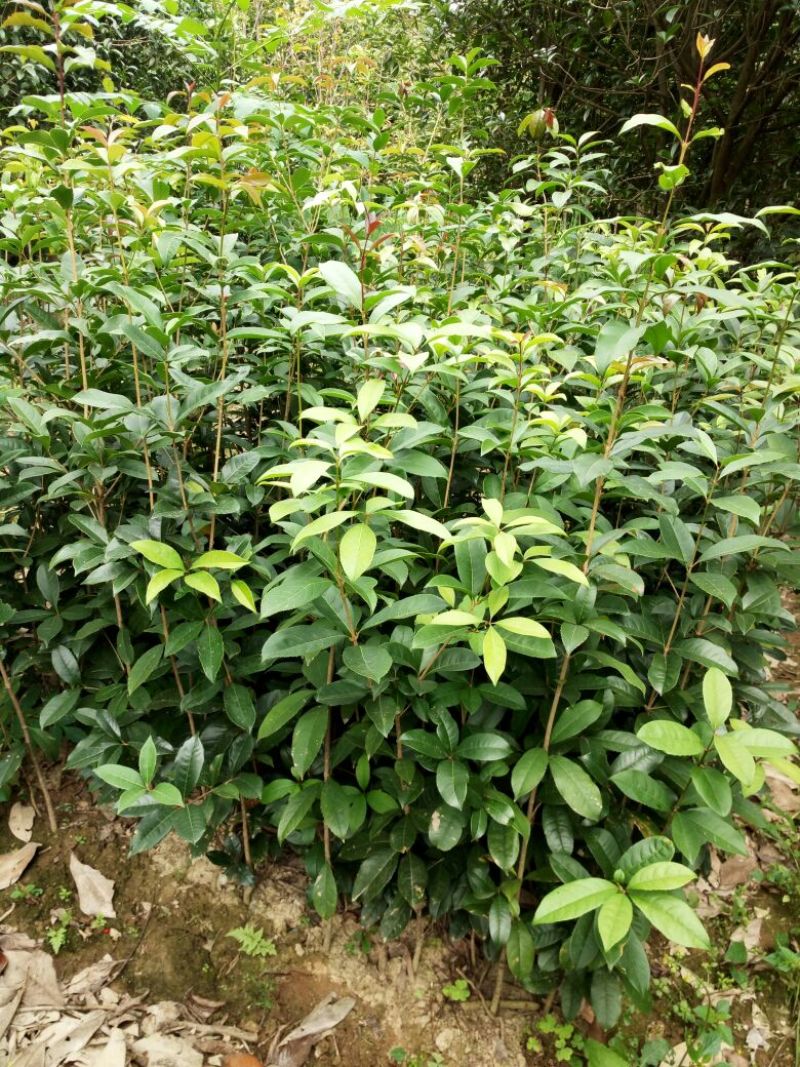 桂花树，八月桂花，四季桂，河南省潢川县苗木基地直销批发