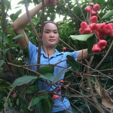 莲雾种苗黑金刚莲雾苗黑糖芭比莲雾苗大叶红莲雾苗