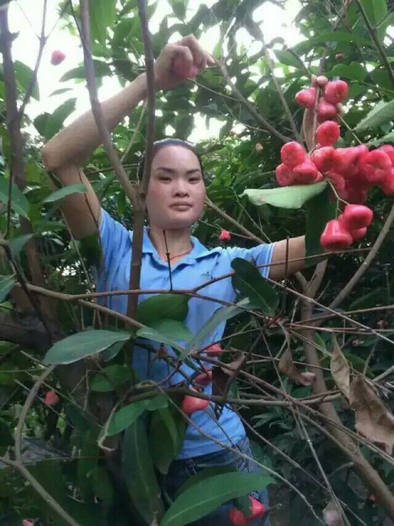 莲雾种苗黑金刚莲雾苗黑糖芭比莲雾苗大叶红莲雾苗
