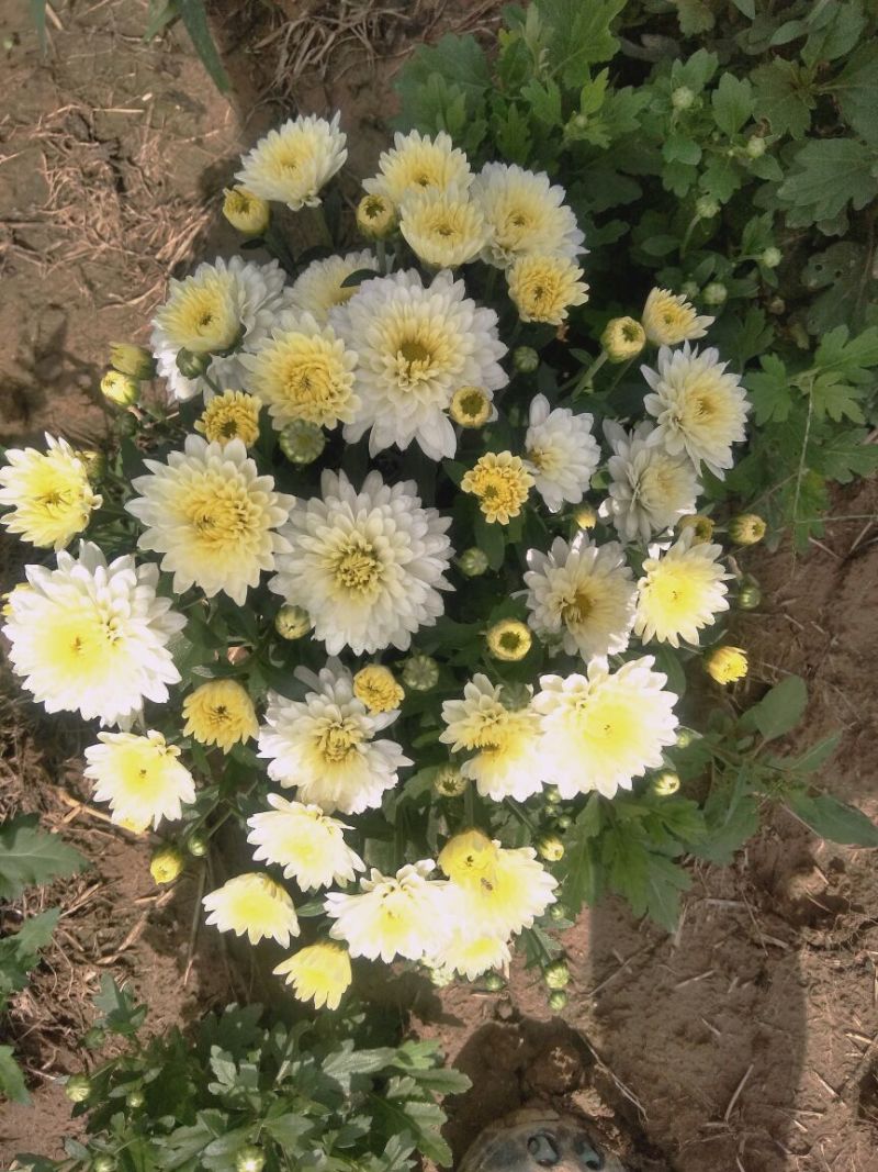 菊花茶