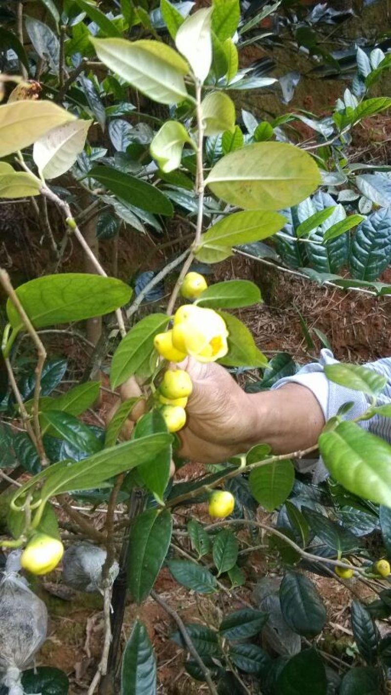金花茶树苗防普金花茶苗凹脉一年开花保正品假一罚百