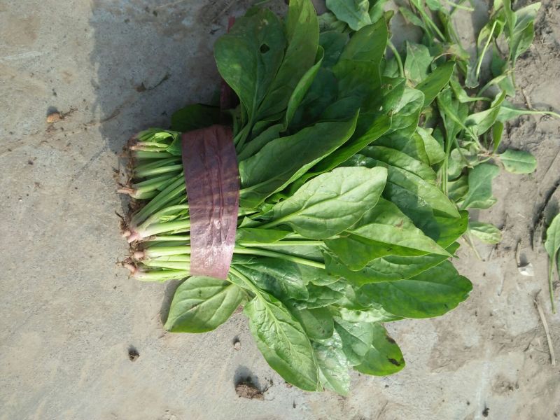 大叶菠菜15~20厘米