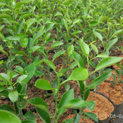 四川眉山市东坡区柑橘苗 10cm以下批发_叶祥