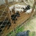 阿根廷杜高犬，狩猎犬品种齐全全国包邮包成活