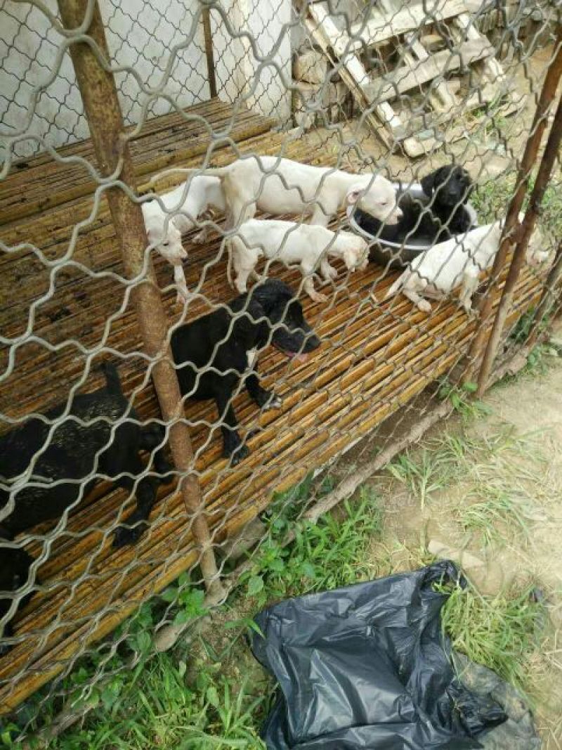 阿根廷杜高犬，狩猎犬品种齐全全国包邮包成活