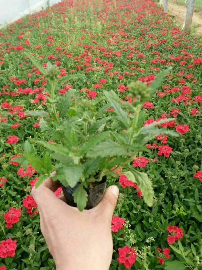 夏堇种苗夏堇小苗盆栽夏堇夏堇基地夏堇产地